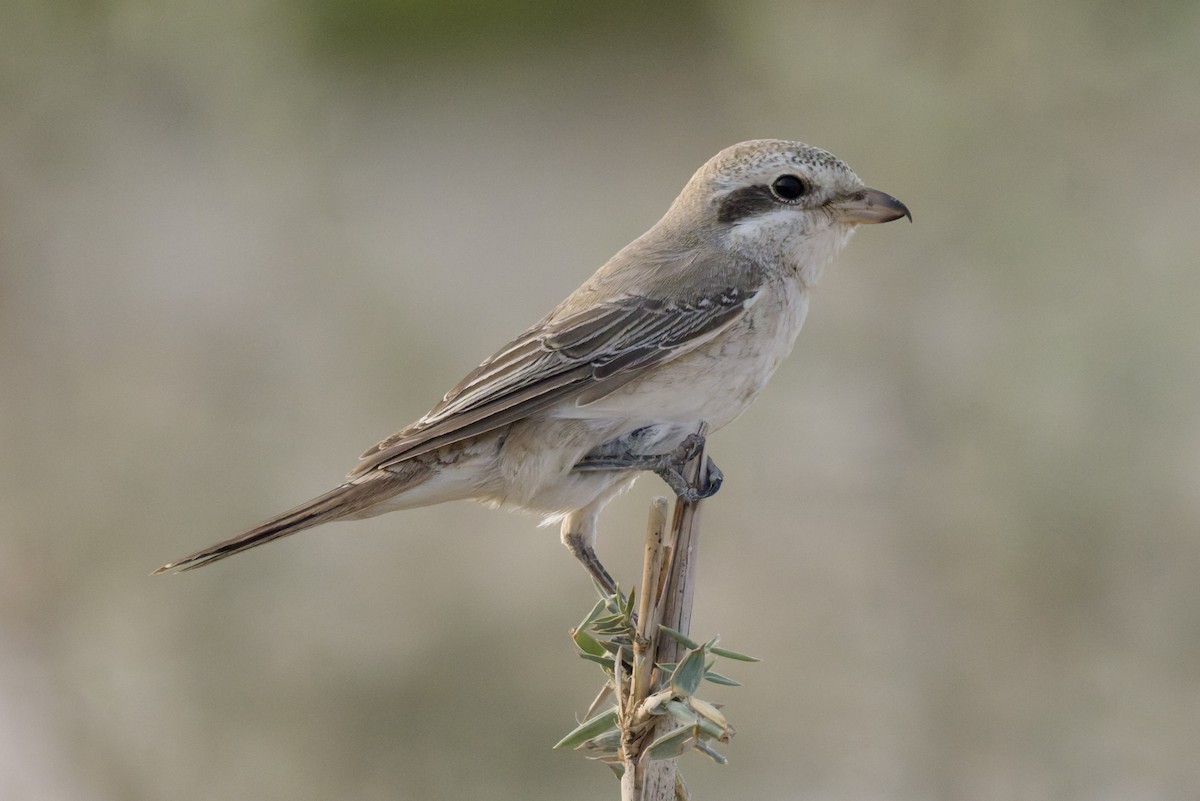 Antzandobi buztangorria - ML644320019