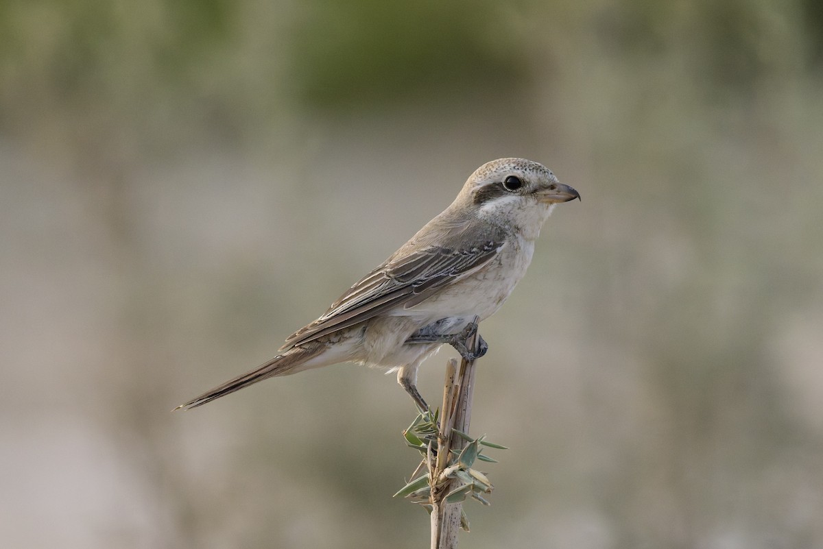 Antzandobi buztangorria - ML644320020