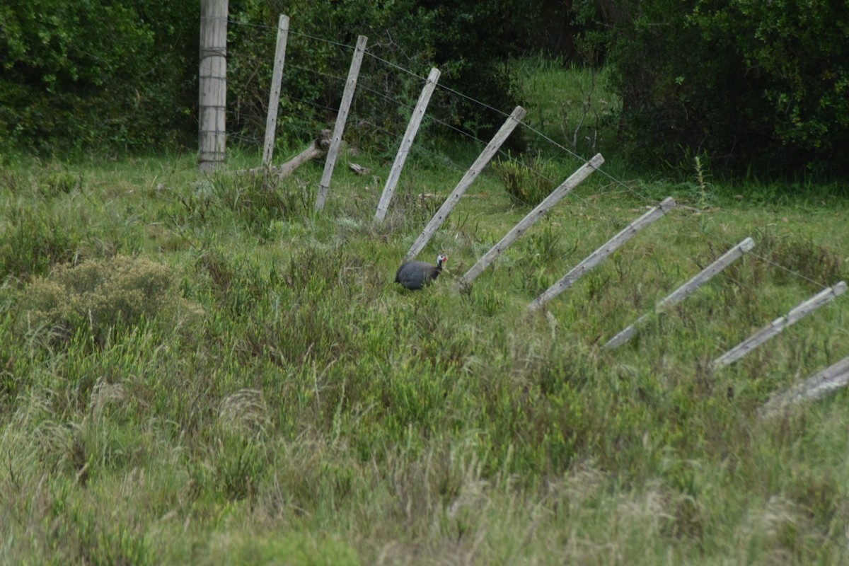 Helmeted Guineafowl - ML644320031