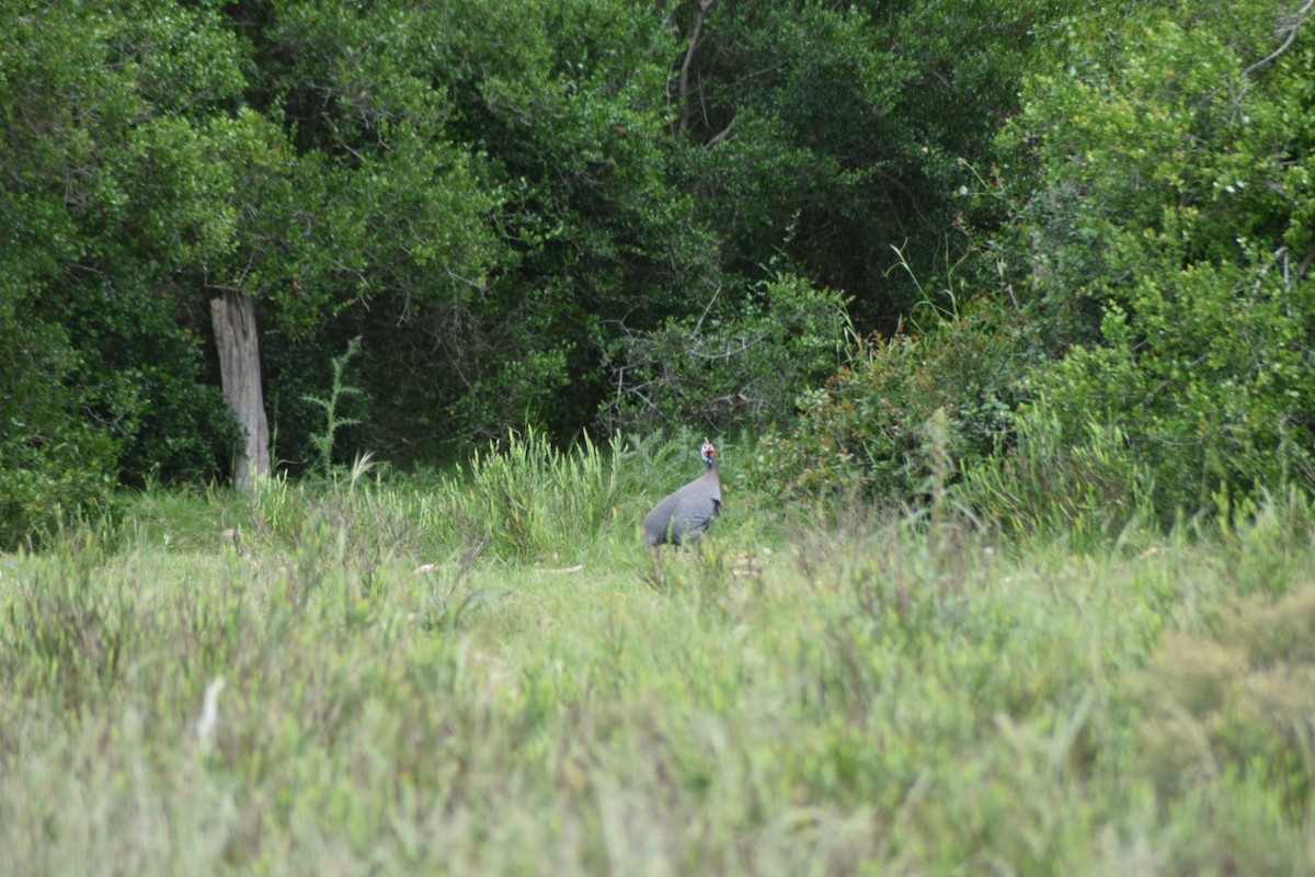 Helmeted Guineafowl - ML644320032