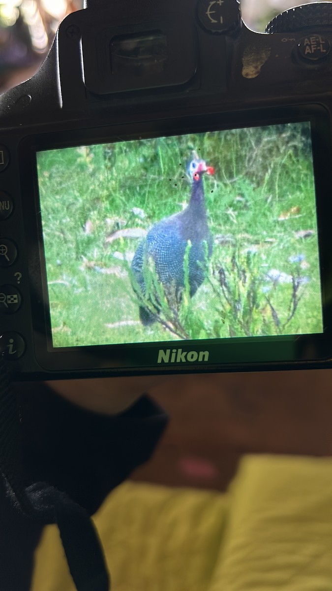 Helmeted Guineafowl - ML644320033
