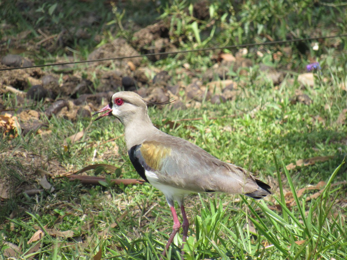Southern Lapwing - ML644320036
