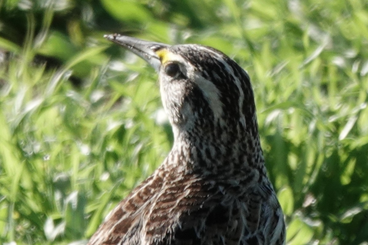 prærielerketrupial - ML644320043