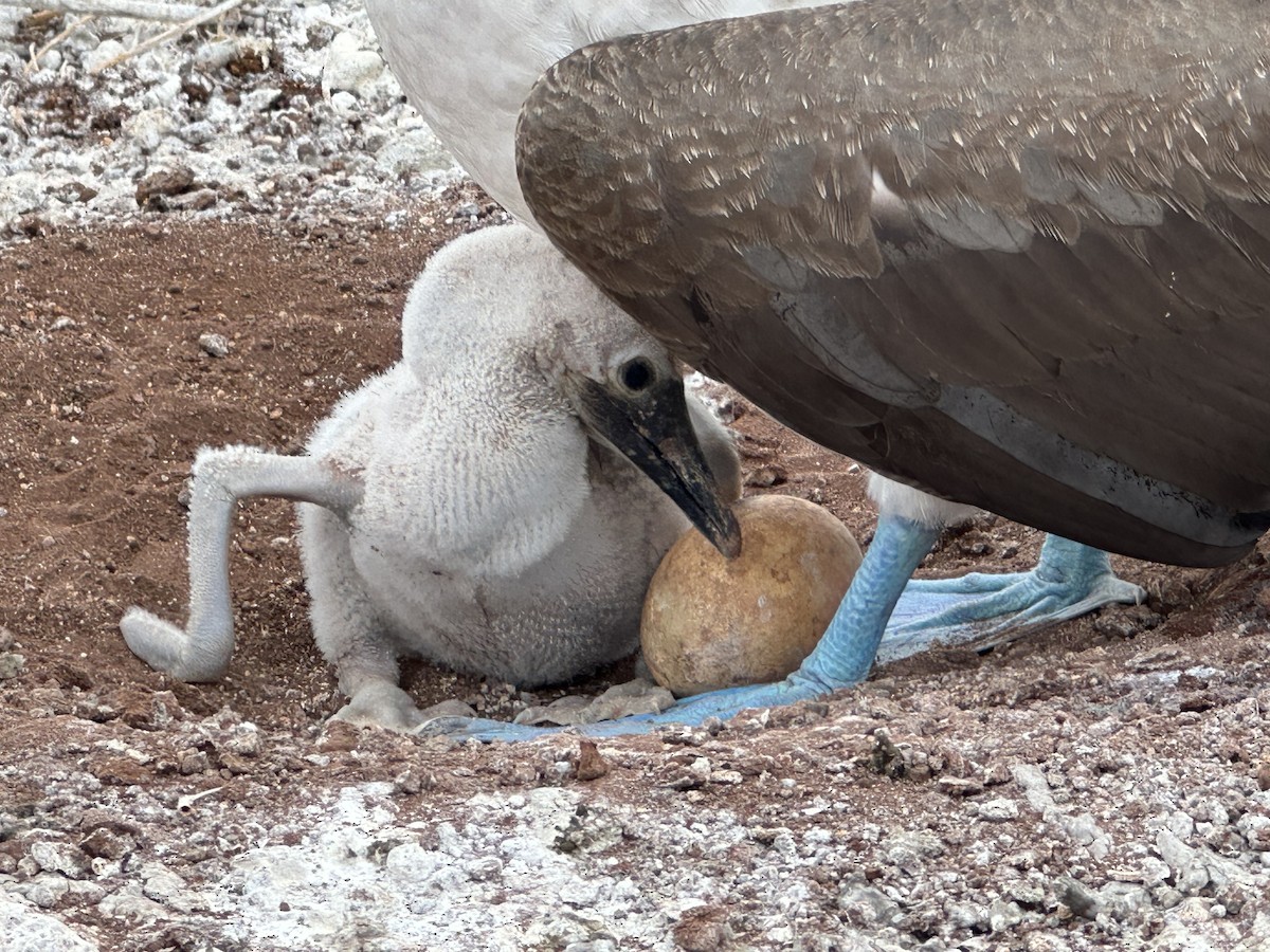 Blue-footed Booby - ML644320044