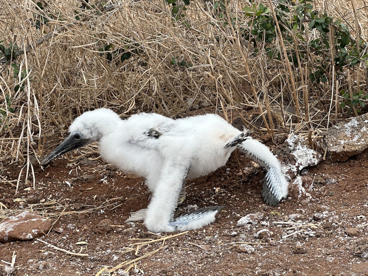 Blue-footed Booby - ML644320045
