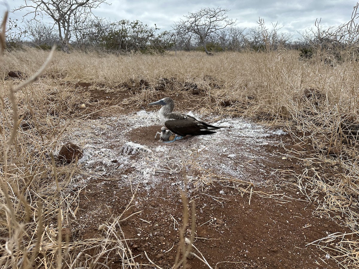 Blue-footed Booby - ML644320046