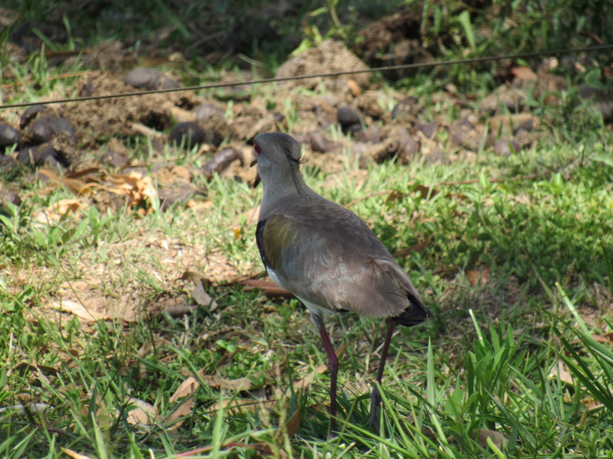Southern Lapwing - ML644320065