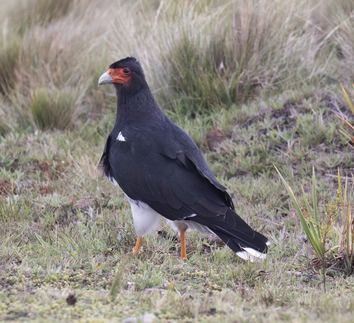 Горная каракара - ML644320066