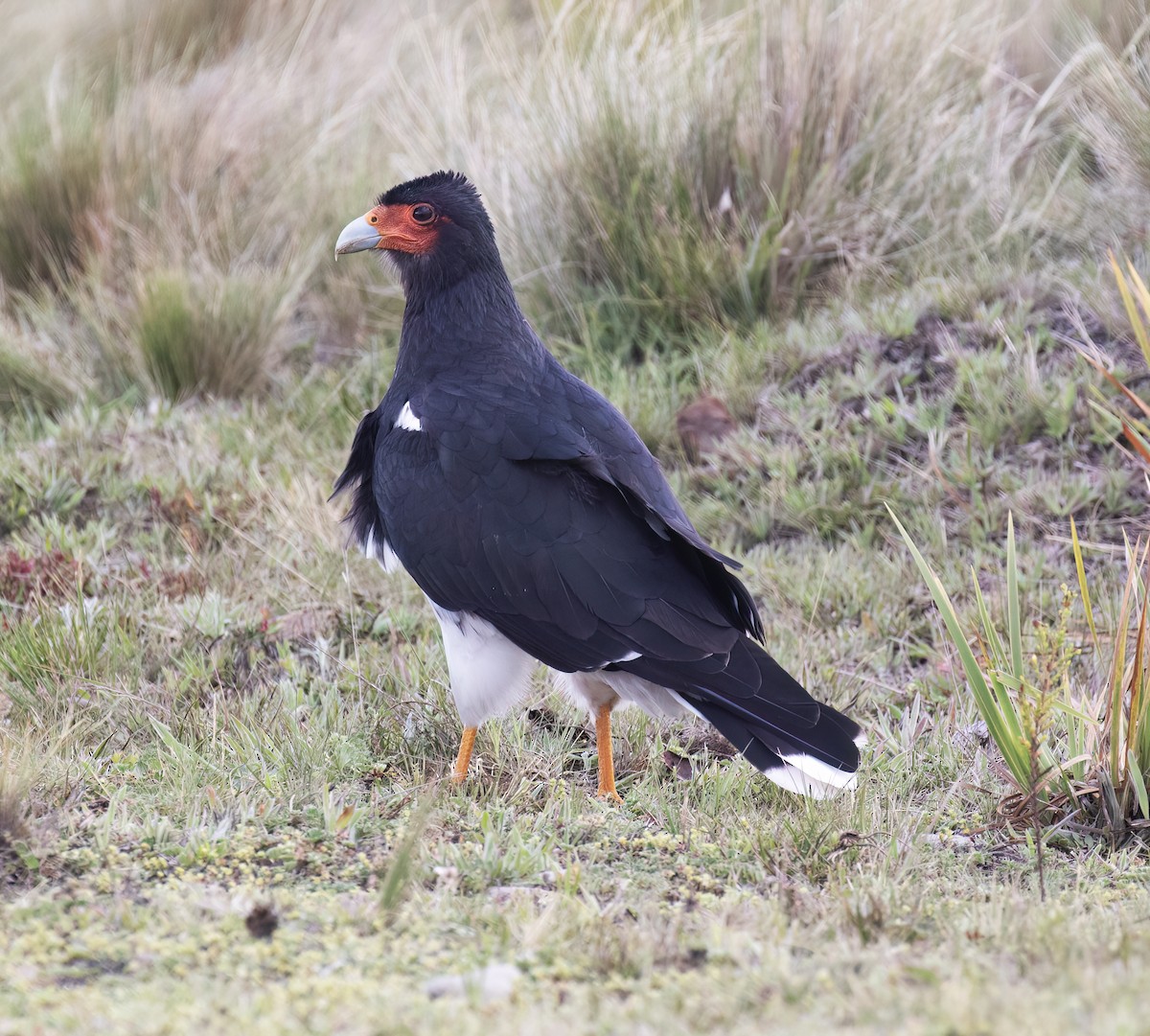 Горная каракара - ML644320067