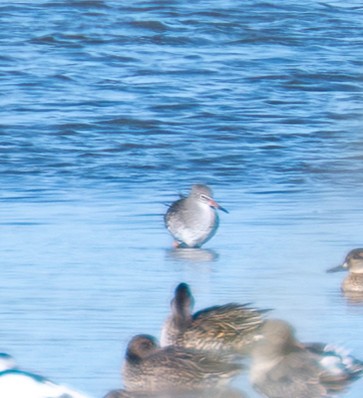 Common Redshank - ML644320068