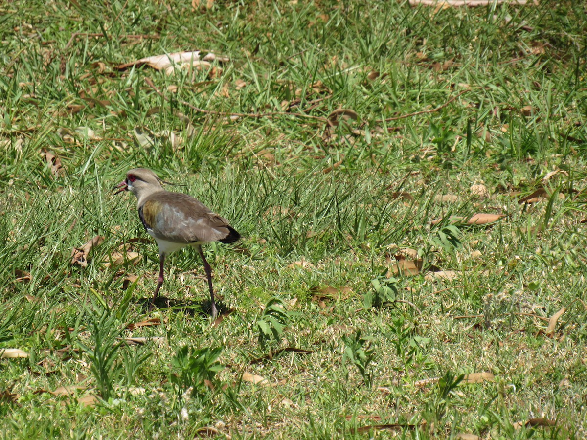 Southern Lapwing - ML644320079