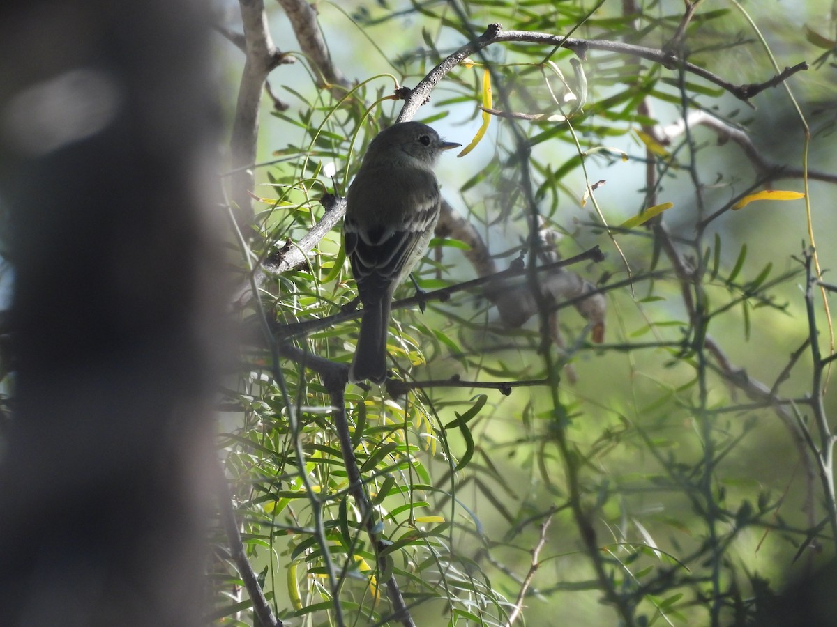 Moucherolle gris - ML644320084