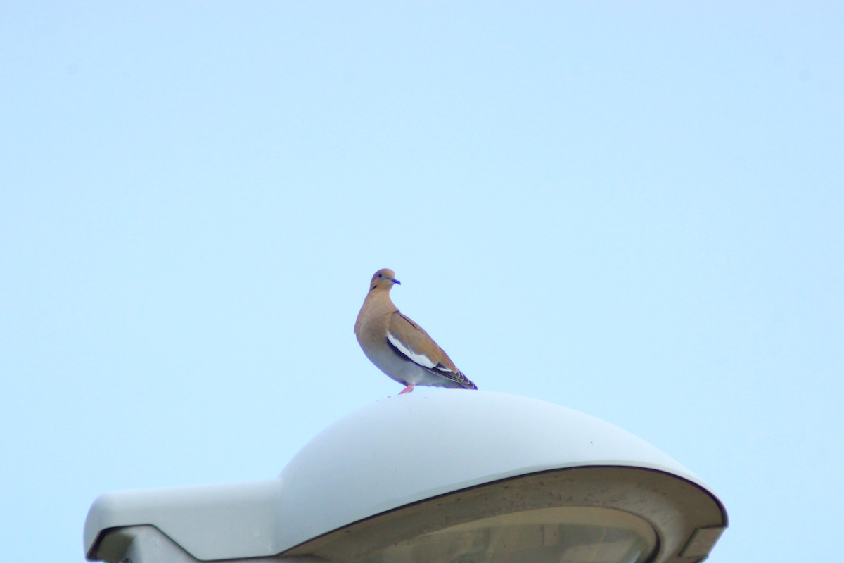White-winged Dove - ML644320102