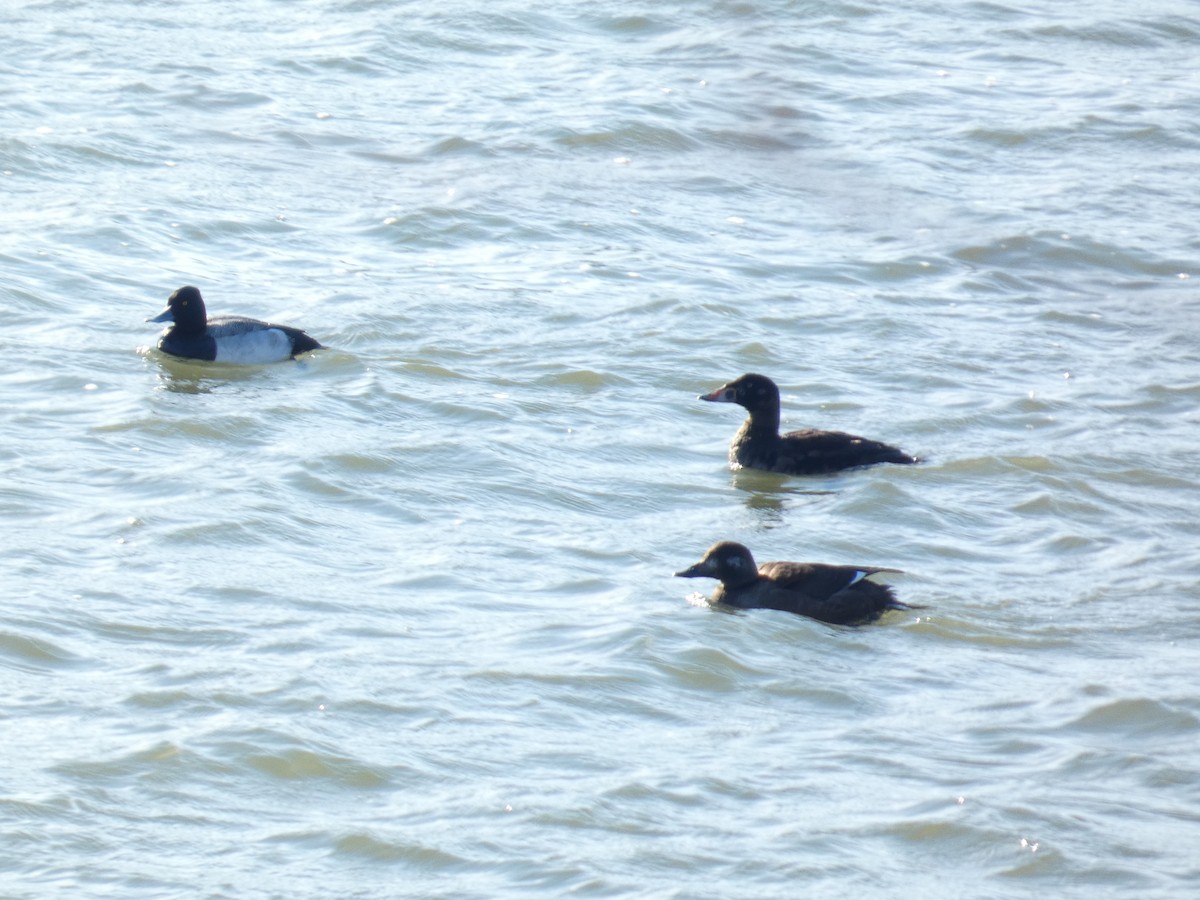 Kanadabergente - ML644320104