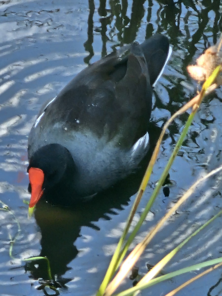 アメリカバン（galeata グループ） - ML644320113