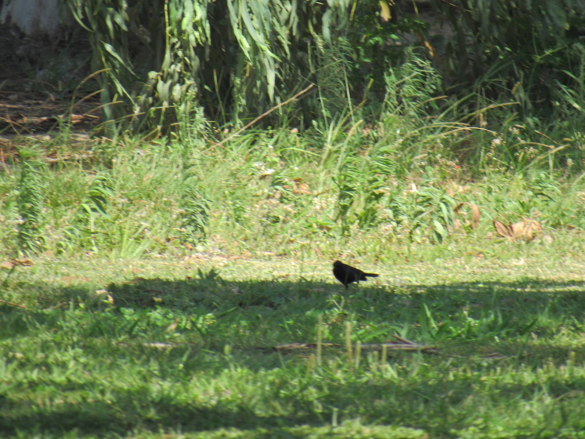 Shiny Cowbird - ML644320121