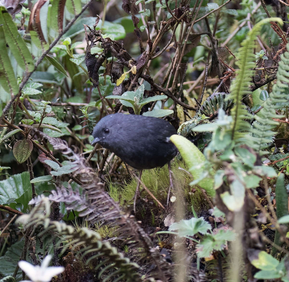 Loja Tapaculo - ML644320122