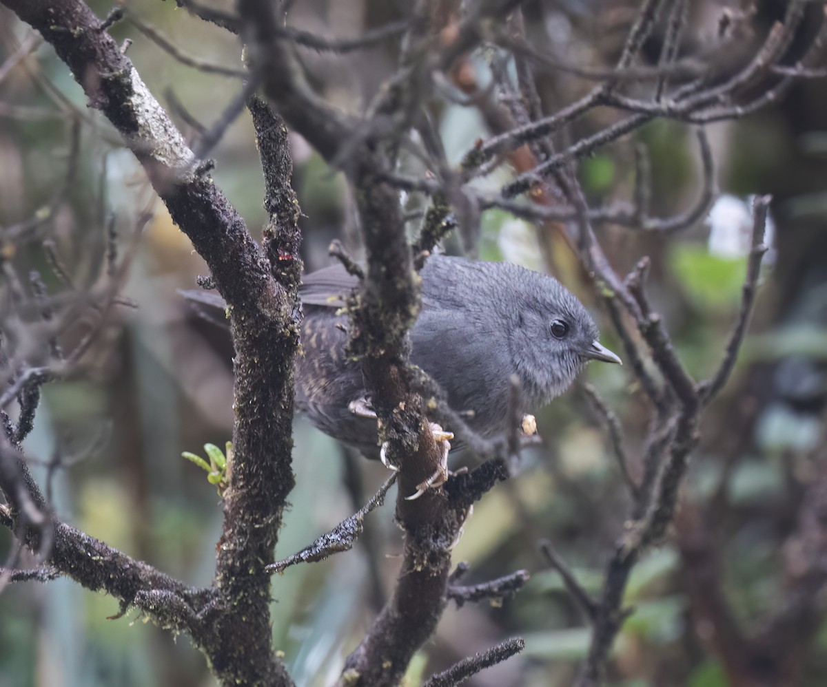 Loja Tapaculo - ML644320123