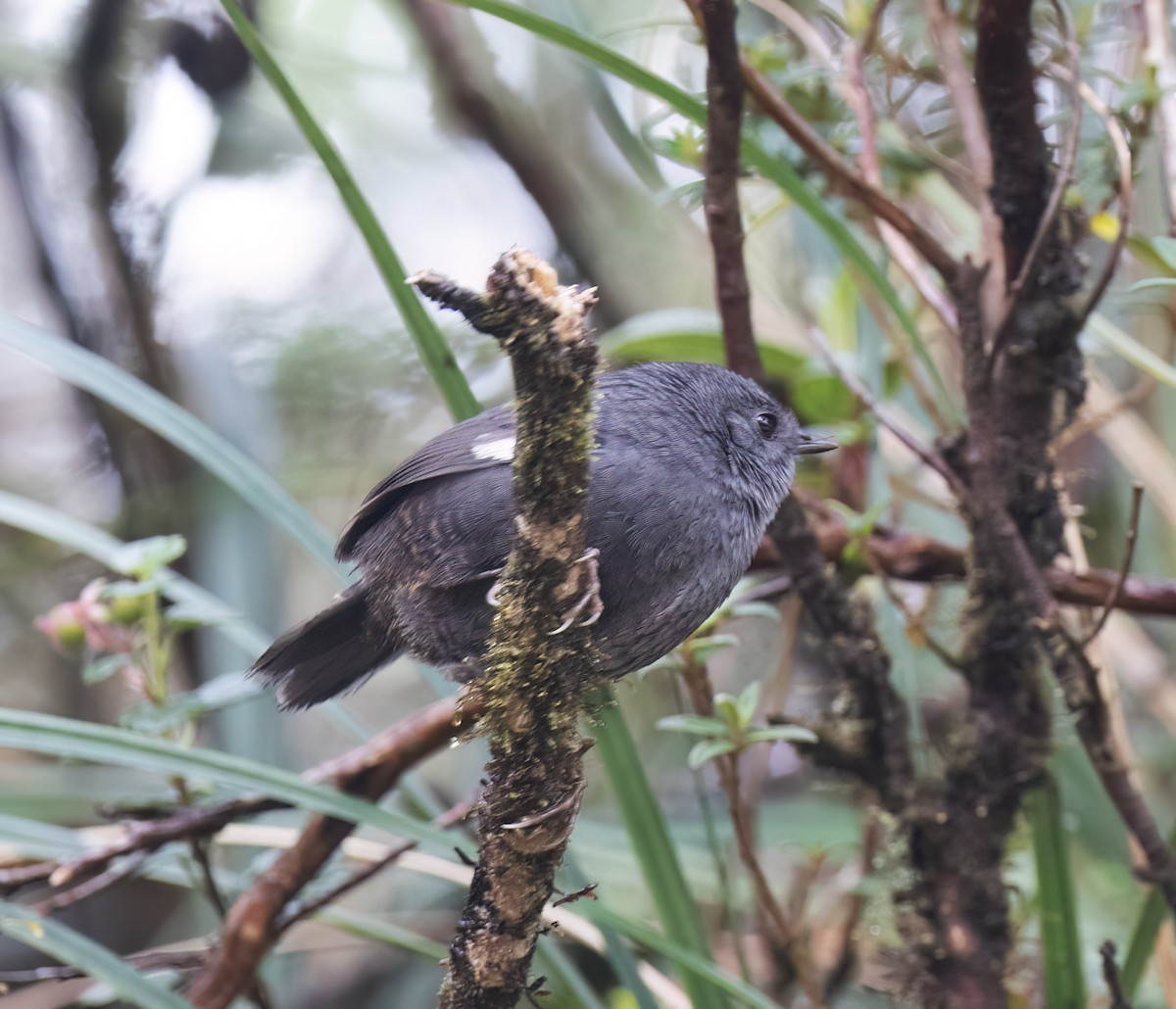 Loja Tapaculo - ML644320124