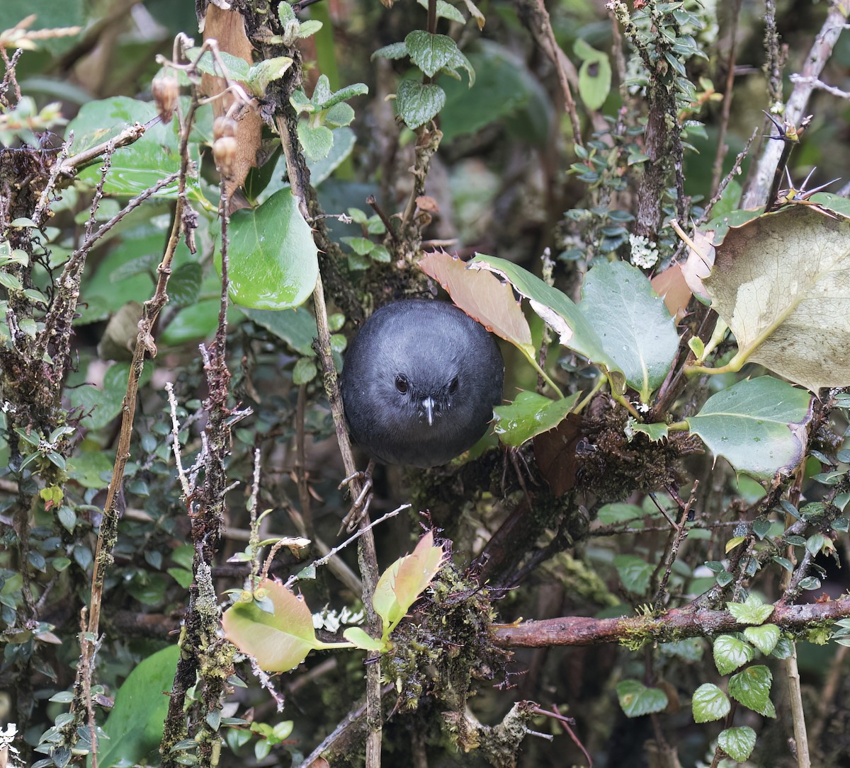 Loja Tapaculo - ML644320125