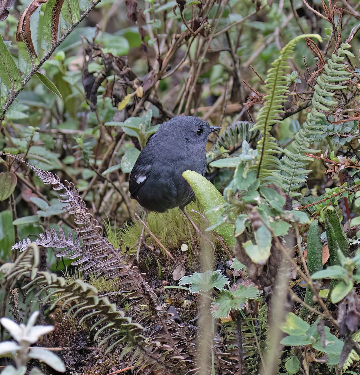 Loja Tapaculo - ML644320126
