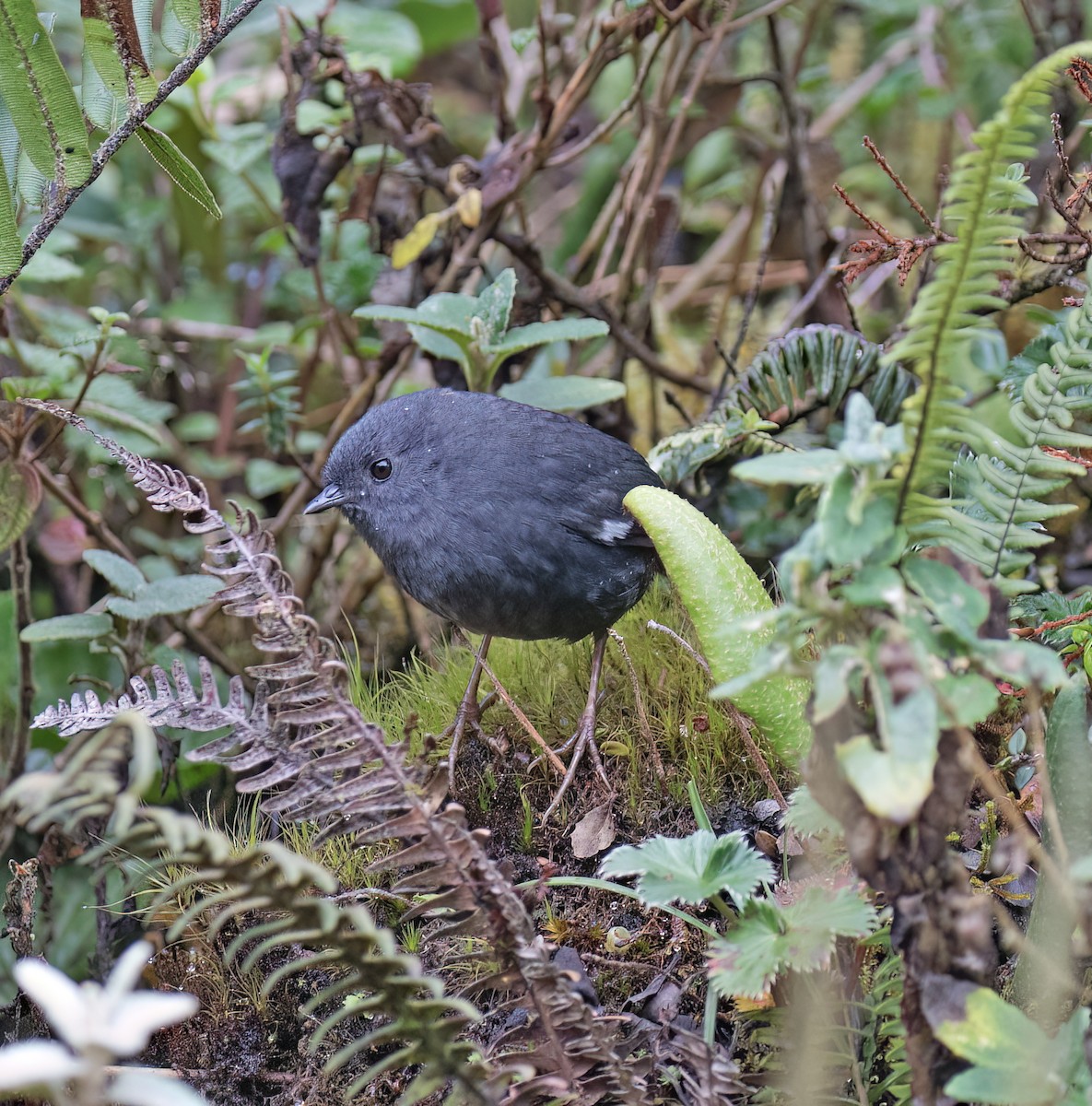 Loja Tapaculo - ML644320127