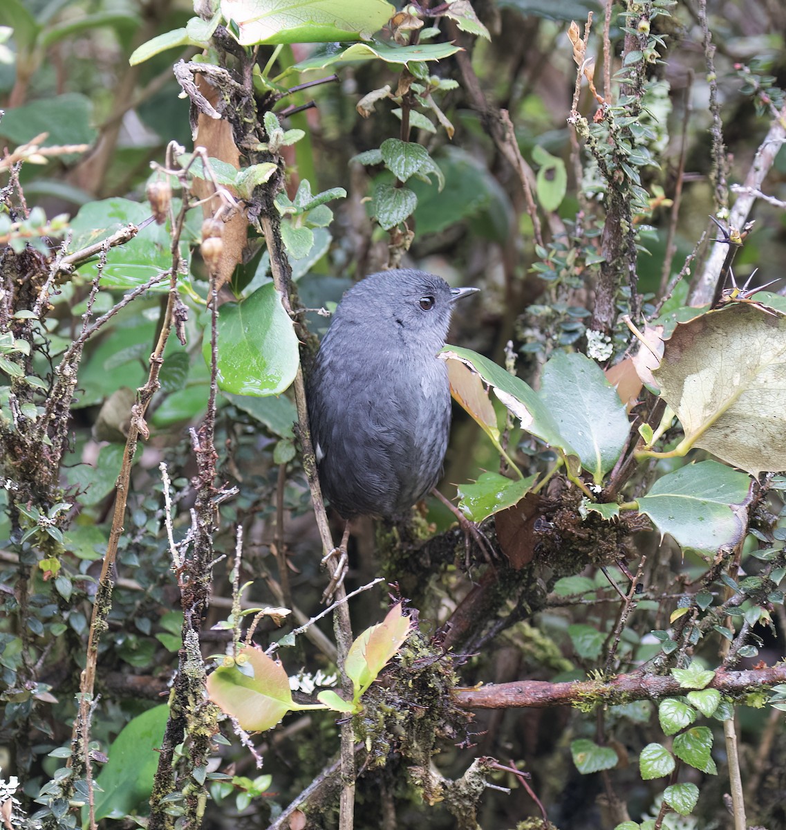 Loja Tapaculo - ML644320128