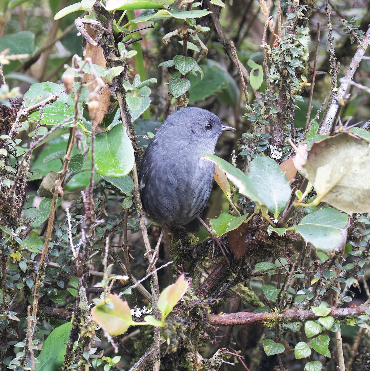 Loja Tapaculo - ML644320129