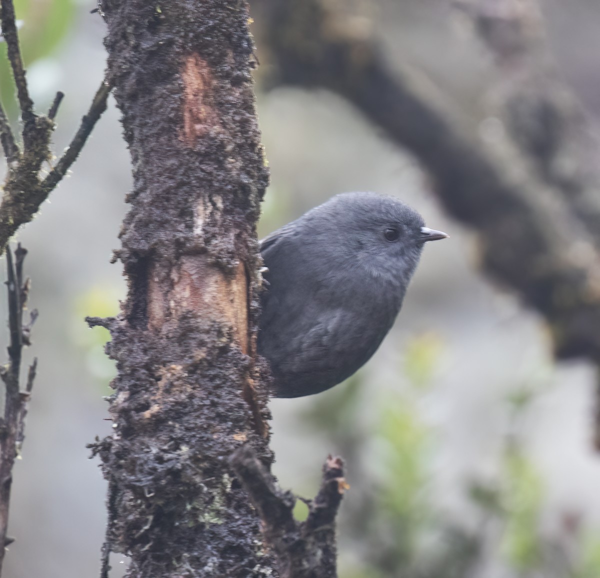 Loja Tapaculo - ML644320130