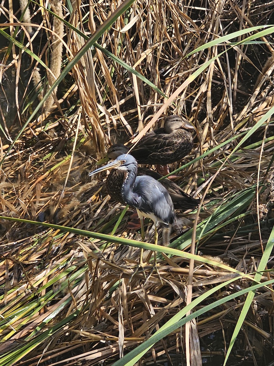 Tricolored Heron - ML644320132