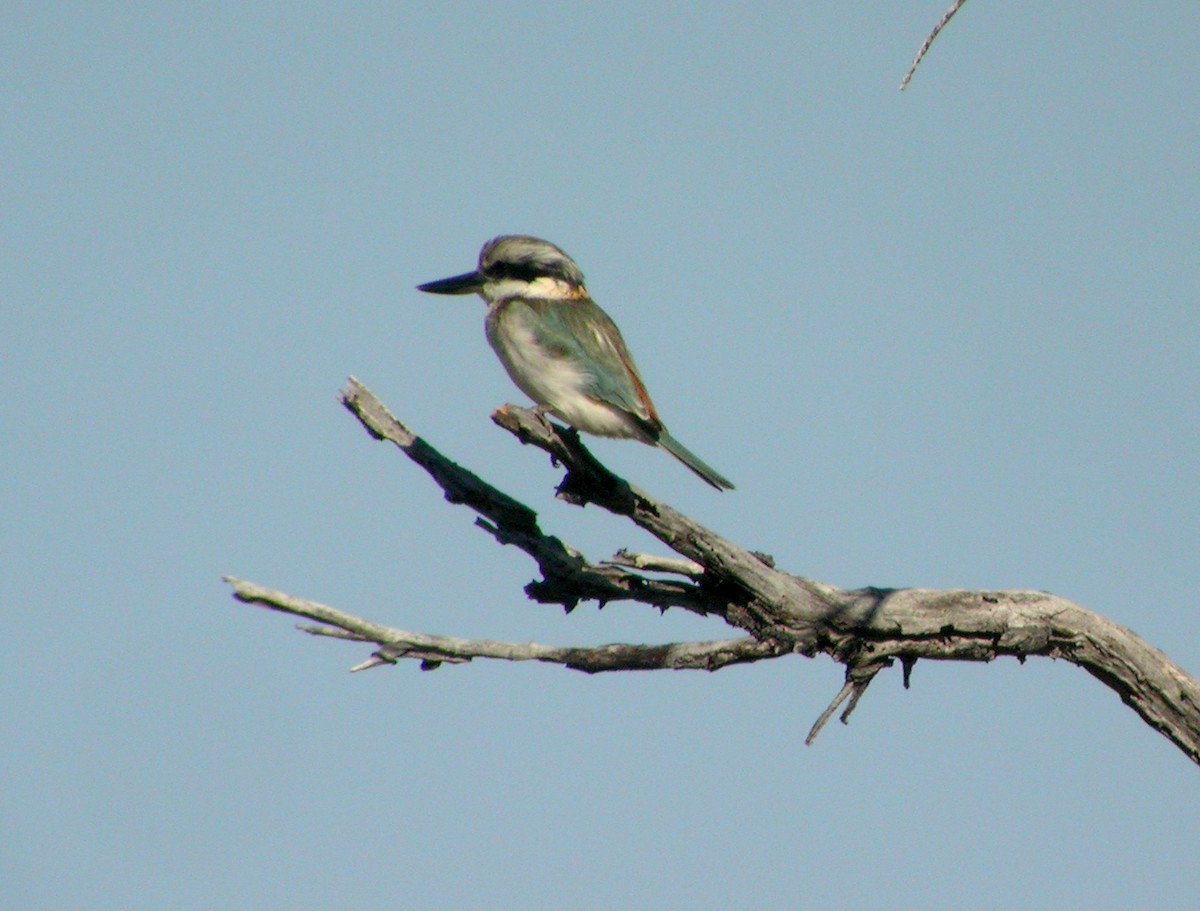 Rotbürzelliest - ML644320140