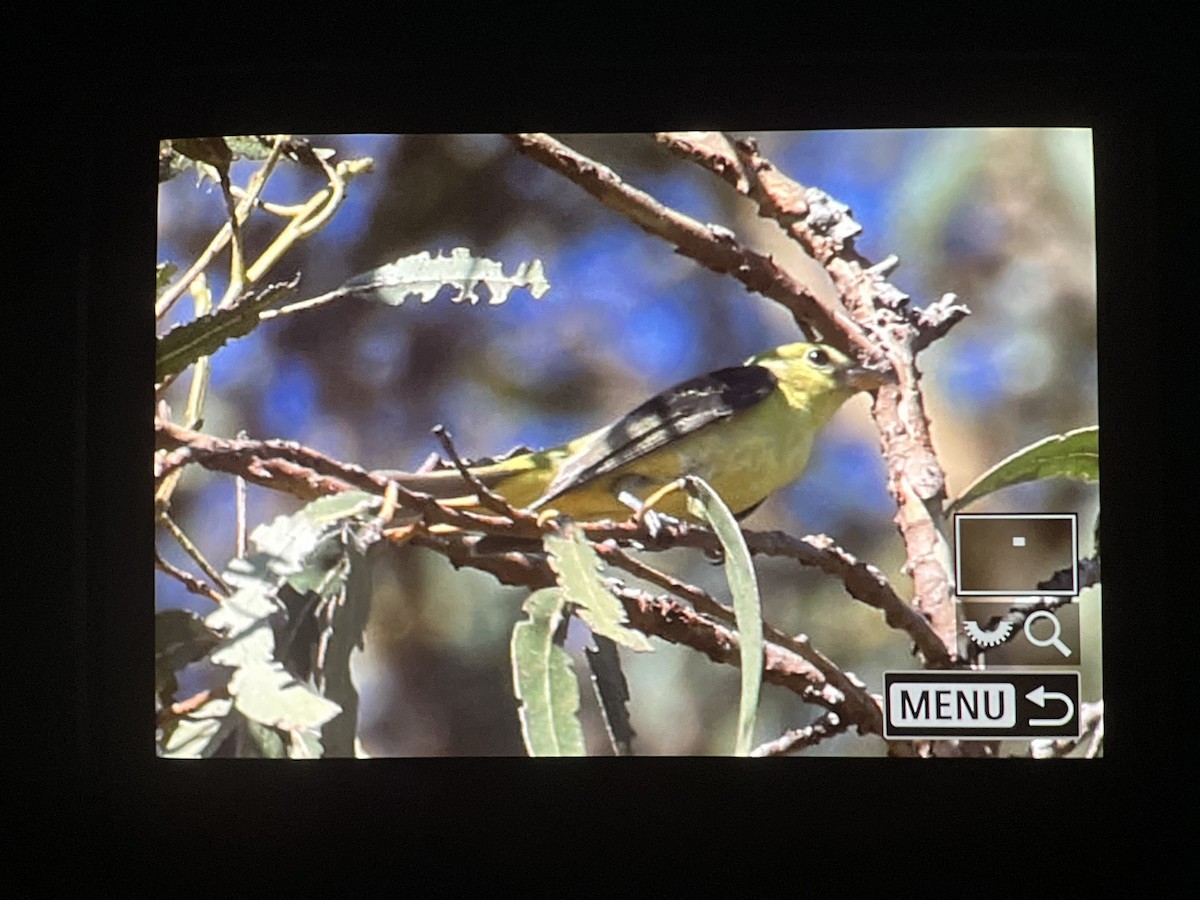 Scarlet Tanager - ML644320141