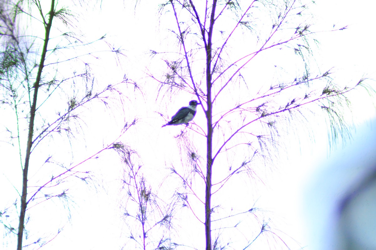 Belted Kingfisher - ML644320143