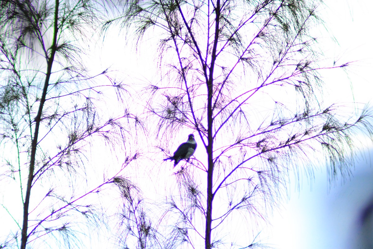 Belted Kingfisher - ML644320144