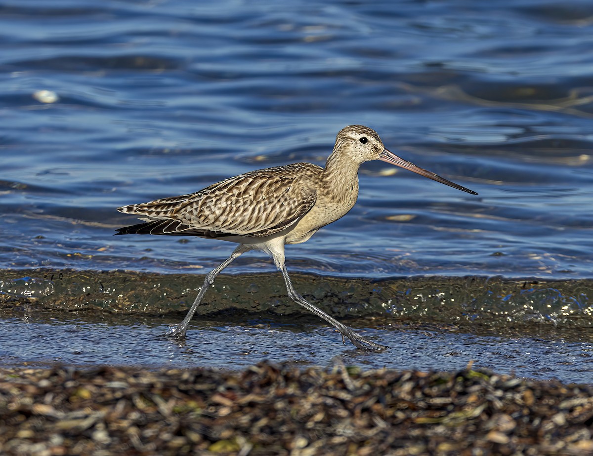 břehouš rudý - ML644320153