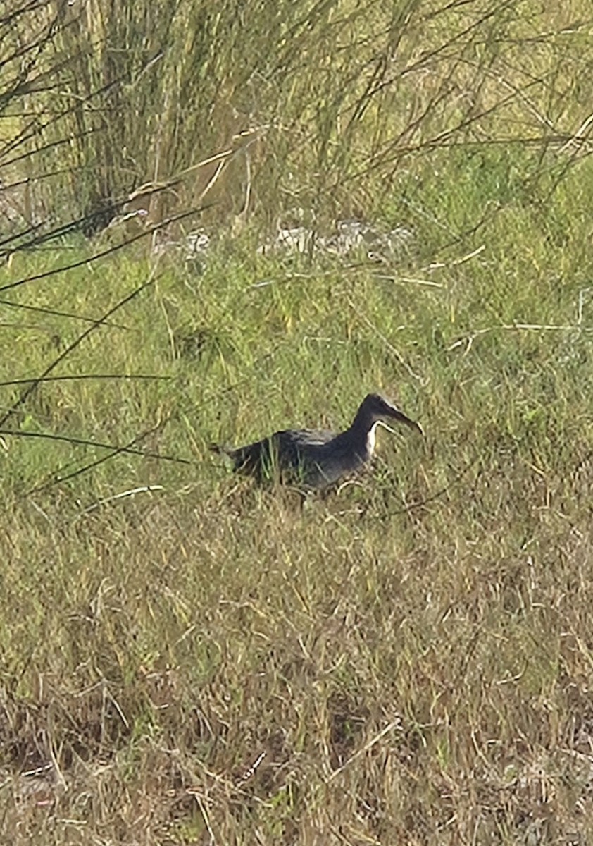 Clapper Rail - ML644320155