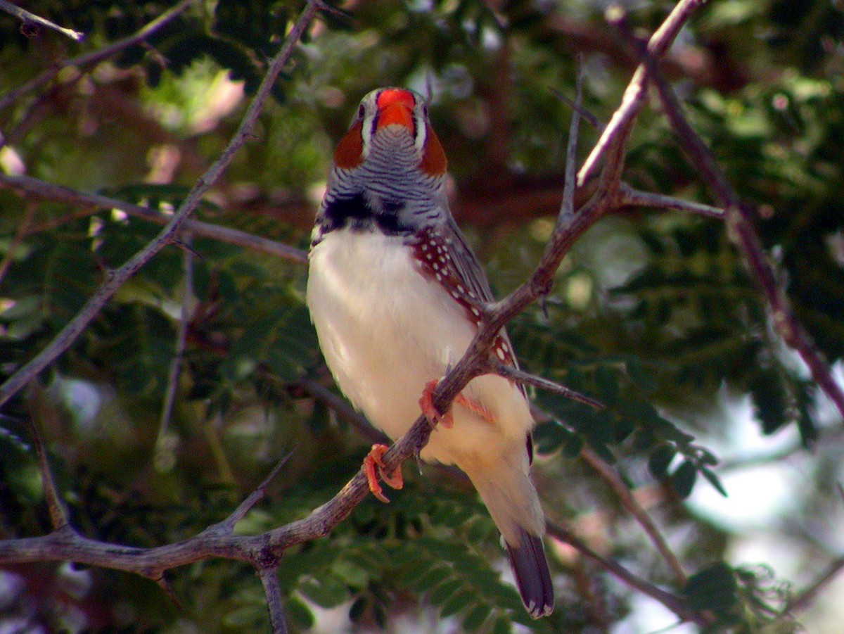 Діамантник зебровий - ML644320156