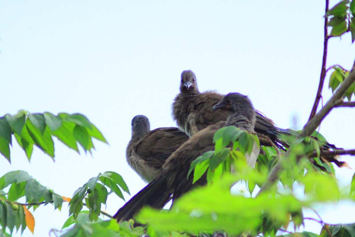 Plain Chachalaca - ML644320159