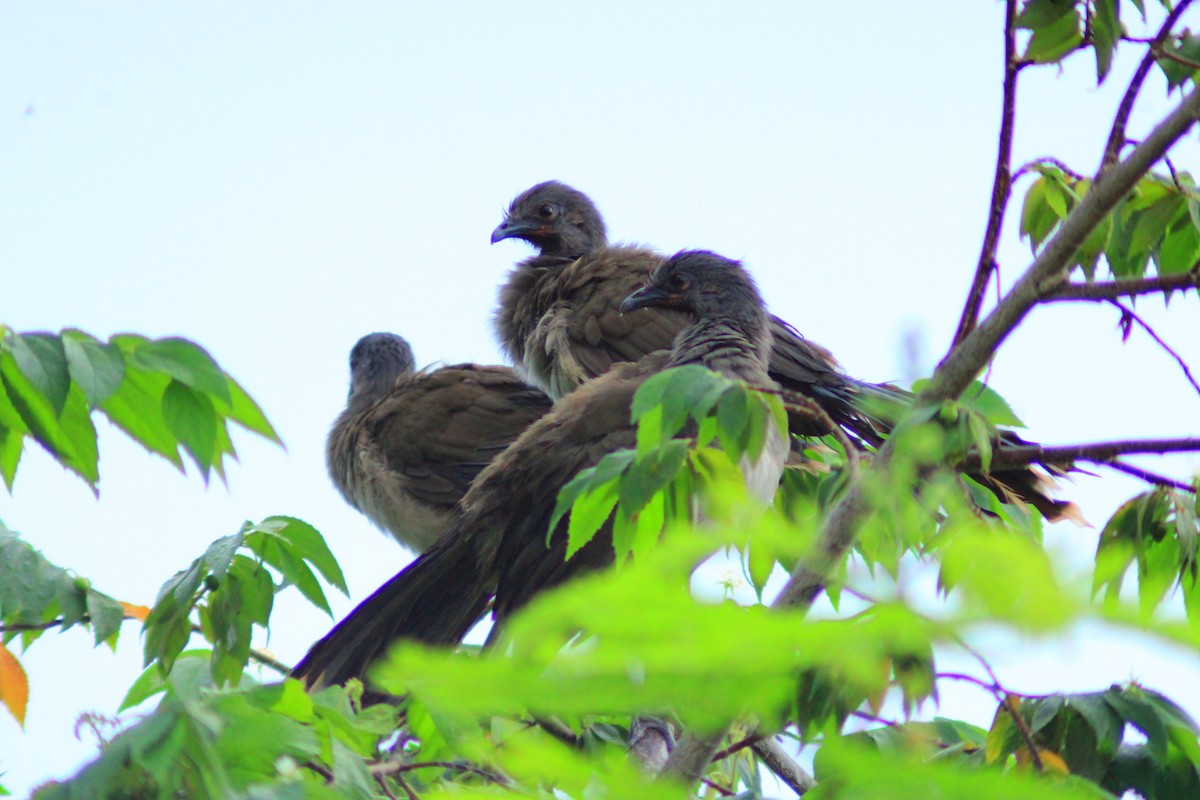 Plain Chachalaca - ML644320160