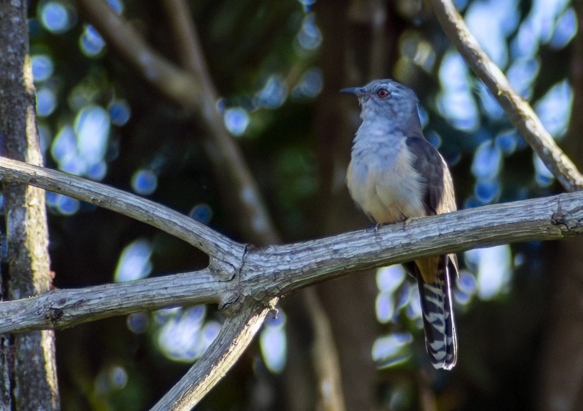 klagegjøk - ML644320164