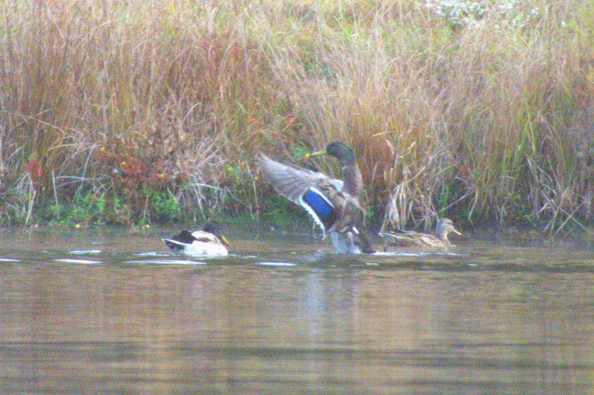 kachna divoká - ML644320171