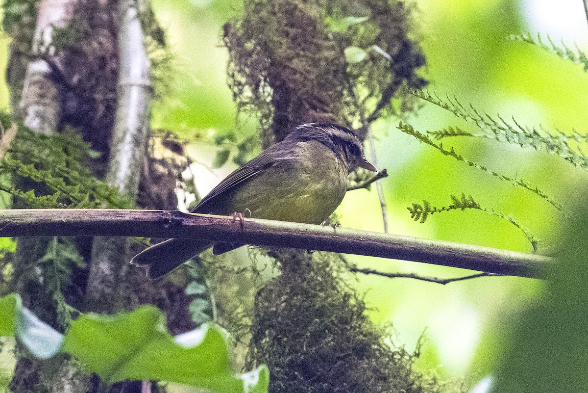 costaricaparula - ML644320175