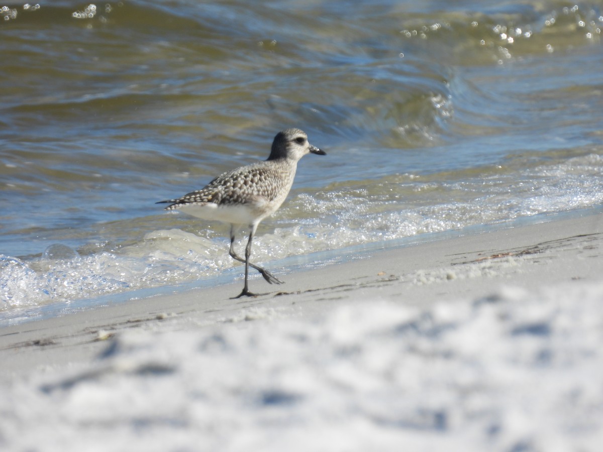 Black-bellied Plover - ML644320178