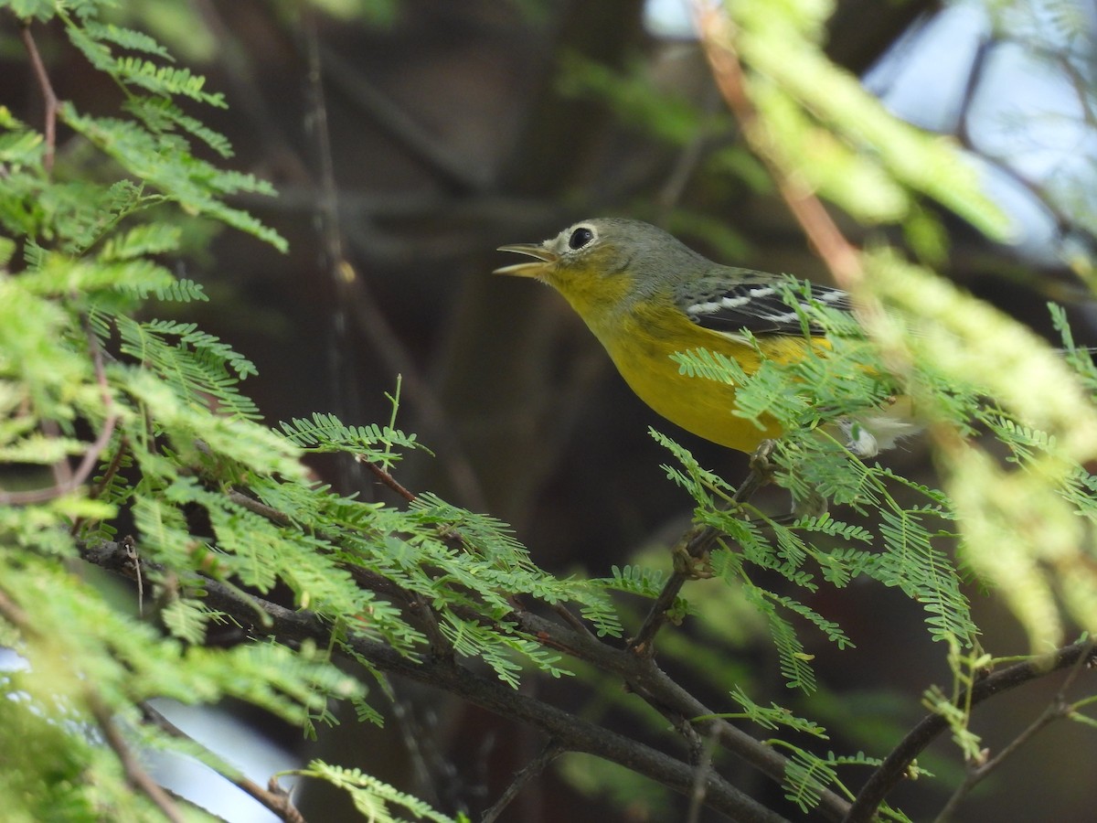 Magnolia Warbler - ML644320197