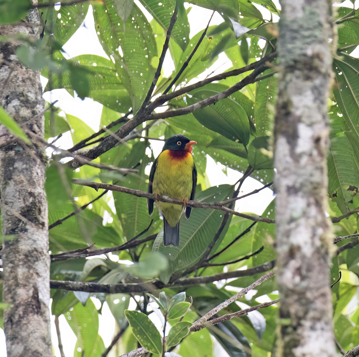 Scharlachbrustkotinga - ML644320201