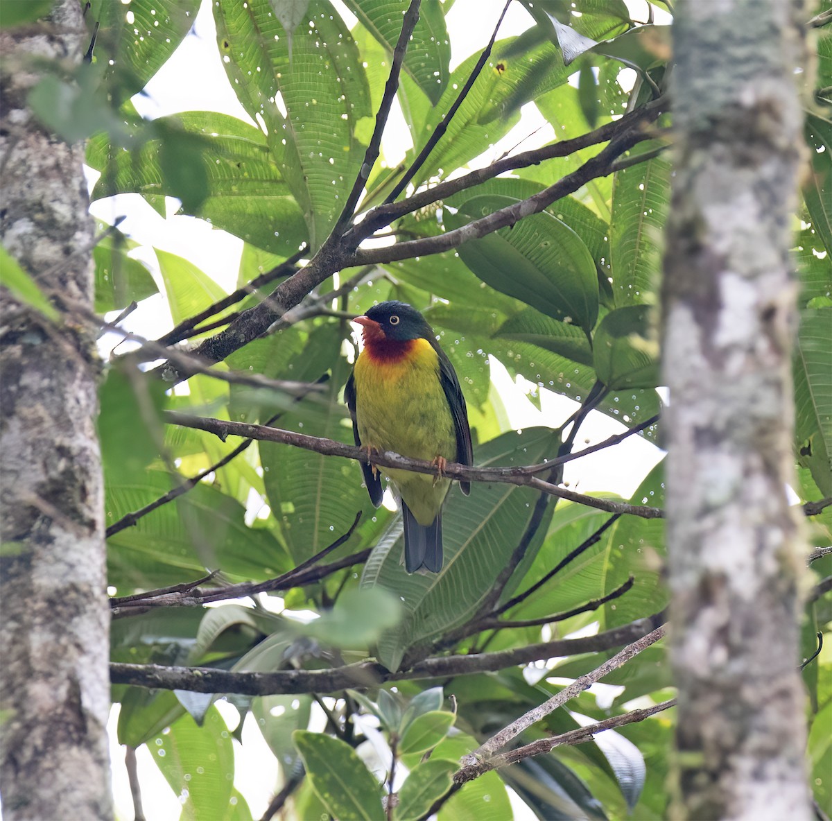 Scharlachbrustkotinga - ML644320202