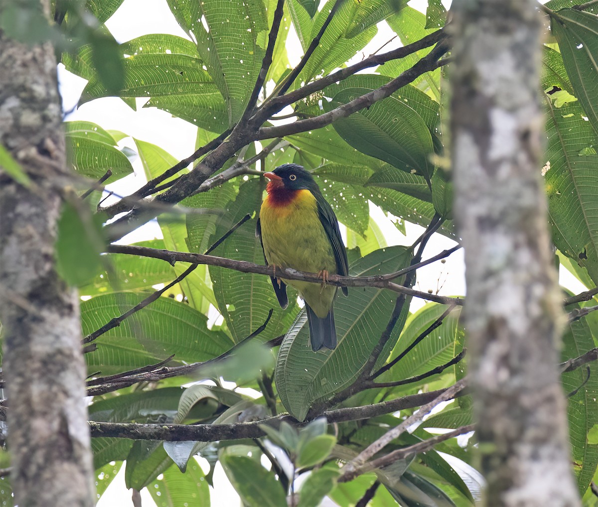 Scharlachbrustkotinga - ML644320203