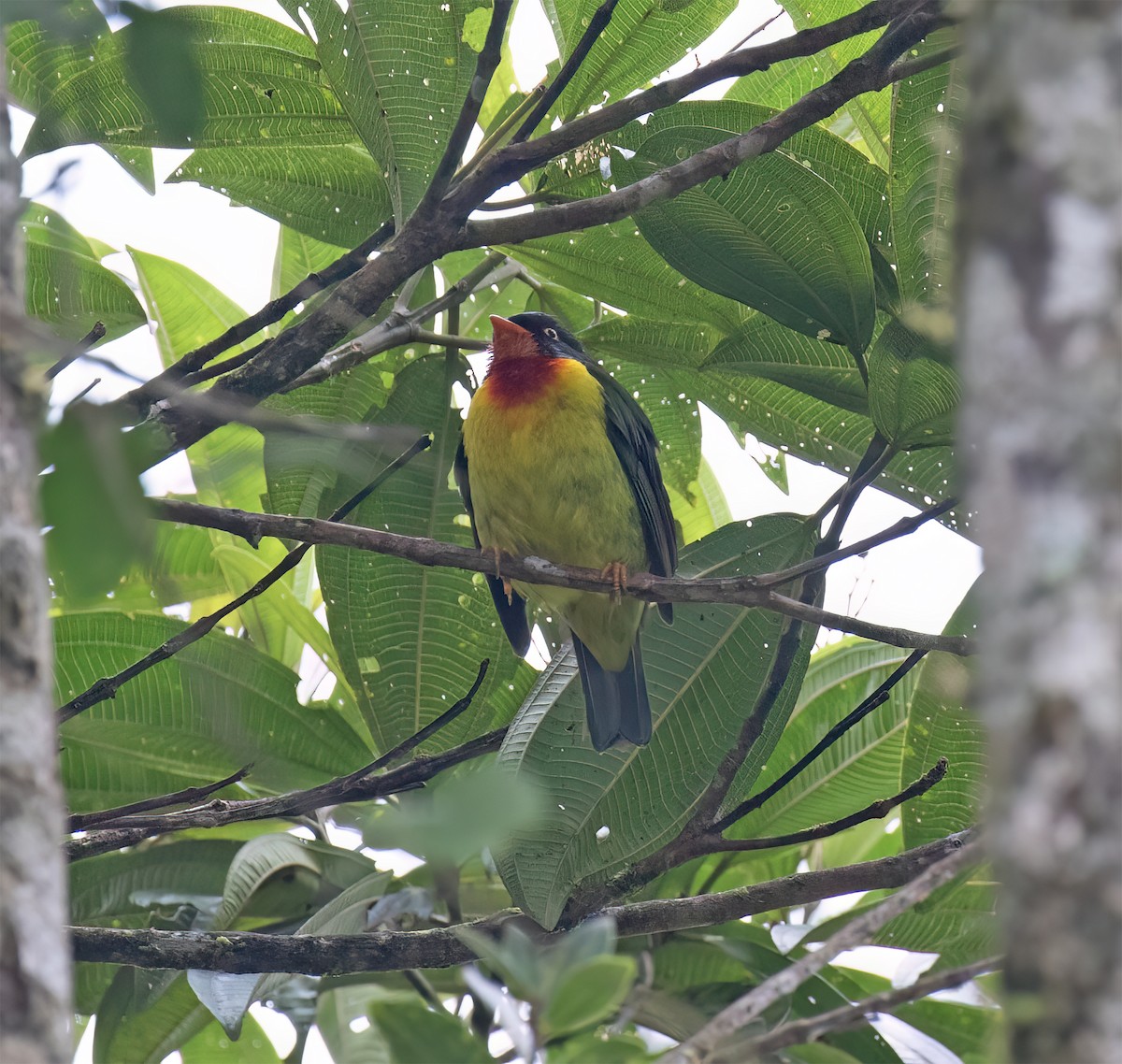 Scharlachbrustkotinga - ML644320204