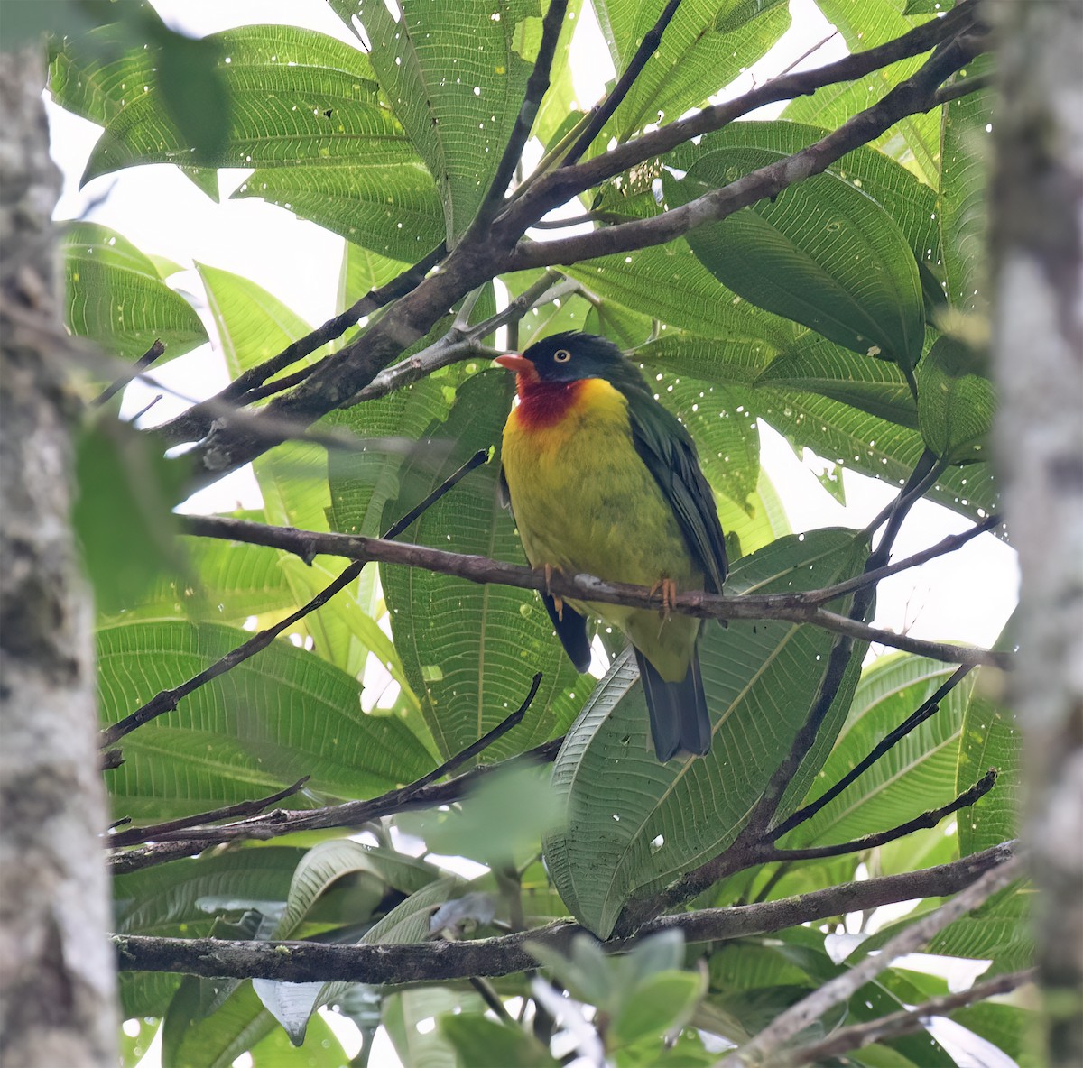 Scharlachbrustkotinga - ML644320205