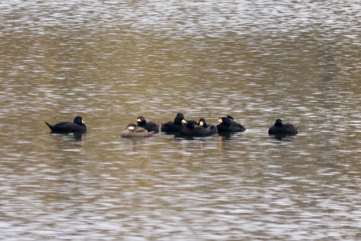 Black Scoter - ML644320207